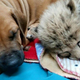 Illustration for article titled Cheetah Cub Meets Puppy BFF
